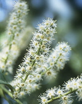 Laurel, Prunus laurocerasus.