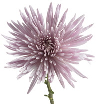 Chrysanthemum.