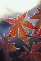 Sweetgum, Liquidambar styraciflua.