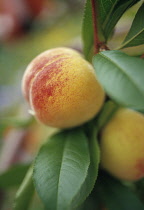 Peach, Prunus persica.