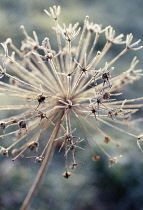 Allium, Allium cristophii.