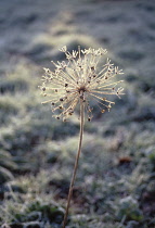 Allium, Allium cristophii.