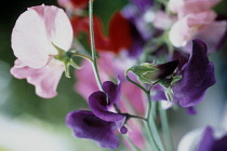 Sweetpea, Lathyrus odoratus.