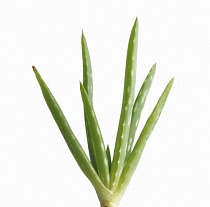 Aloe Vera.