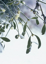 Mistletoe, Viscum album.
