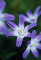 Glory-of-the-snow, Chionodoxa.