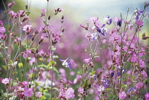 Campion, Lychnis flos-jovis.