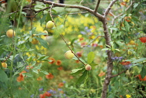 Peach, Prunus persica.