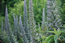 Echium, Tower of Jewels, Echium wildpretii.