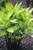 Milkweed, Asclepias.