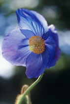 Poppy, Meconopsis 'Branklyn'.