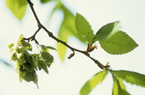 Elm, Ulmus procera.
