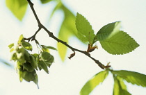 Elm, Ulmus procera.