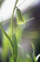 Fritillary, Fritillaria alfredae.