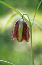 Fritillary, Fritillaria alfredae.