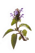 Selfheal, Prunella vulgaris.