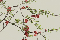 Quince, Chaenomeles japonica.