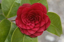 Camellia.