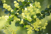Wattle, Mimosa, Acacia.