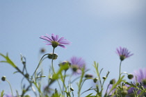 Daisy, Brachycome iberidifolia.