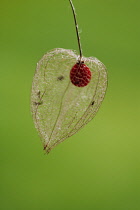 Chinese Lantern, Cape Gooseberry, Physalis.