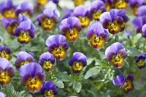 Heartsease, Viola tricolor.