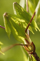Horse Chestnut, Aesculus hippocastanum.