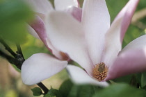 Magnolia, Magnolia soulangeana.