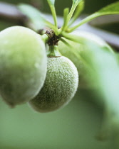 Almond, Prunus dulcis.