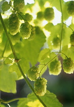 Hop, Humulus lupulus.