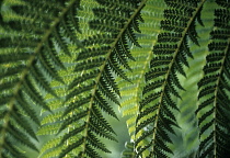 Fern.