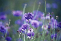 Cornflower, Centaurea cyanus.