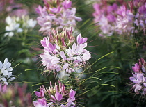 Spiderflower, Cleome, Cleome hassleriana.