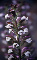 Bear's Breeches, Acanthus spinosus.