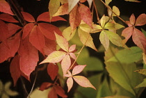 Boston Ivy, Parthenocissus tricuspidata.