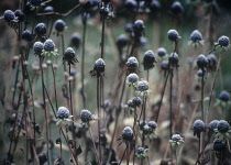 Coneflower, Black-eyed Susan, Rudbeckia.