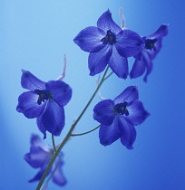 Delphinium, Delphinium 'Blue Bees'.