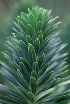 Euphorbia, Spurge, Euphorbia characias.
