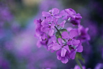 Honesty, Lunaria annua.