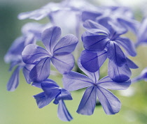 Plumbago, Plumbago auriculata.