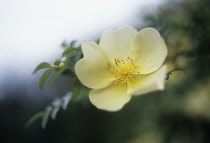 Rose, Rosa 'Canary bird'.