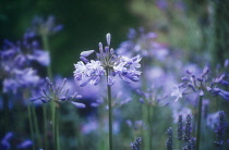 Agapanthus.