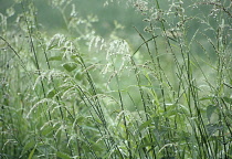 Grass.