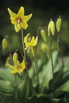 Dog's tooth violet, Erythronium dens-canis.