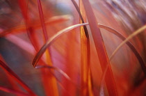 Miscanthus, Chinese SIlver Grass, Miscanthus.