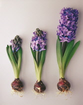 Hyacinth, Hyacinthus.