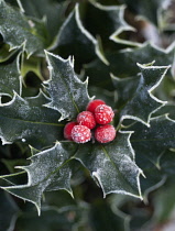 Holly, Ilex aquifolium.