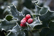 Holly, Ilex aquifolium.