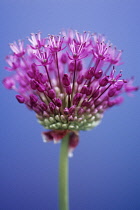 Allium, Allium Hollandicum 'Purple sensation'.