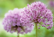 Allium, Allium rosenbachianum.